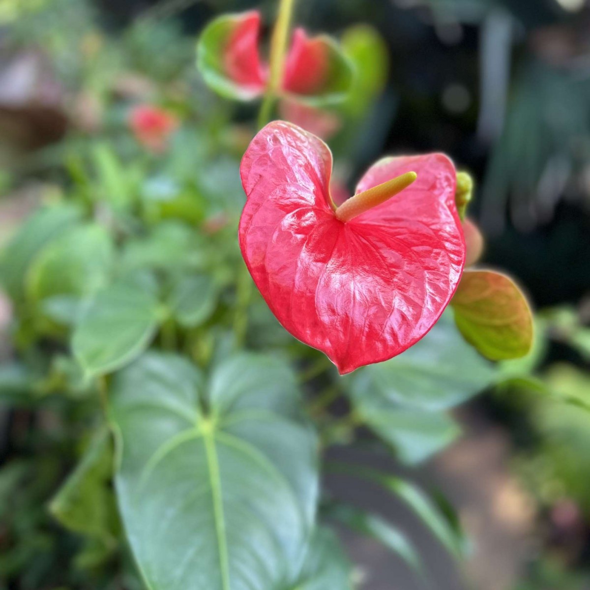 Jrabbitishot's Photo