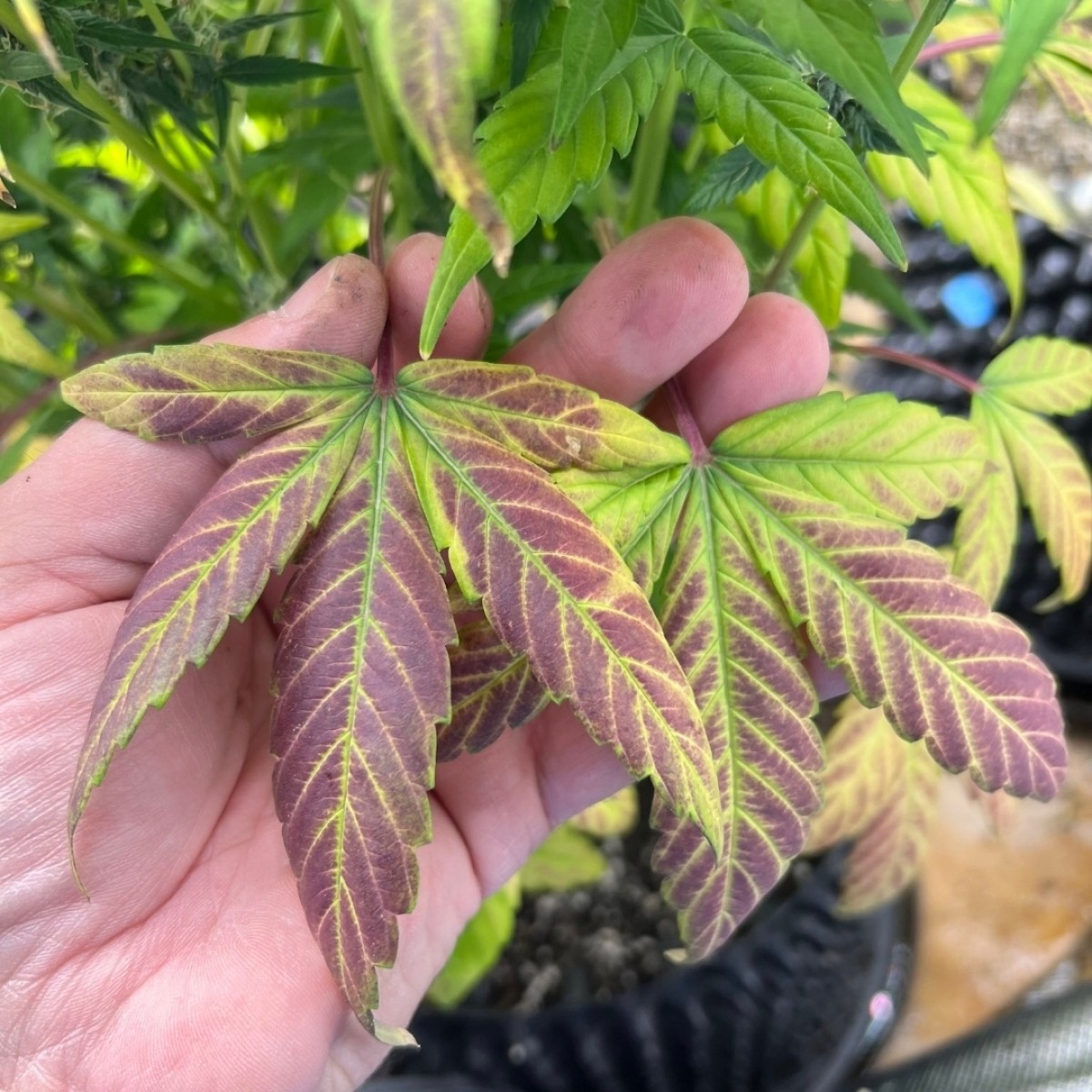 obisporayne7986's Photo