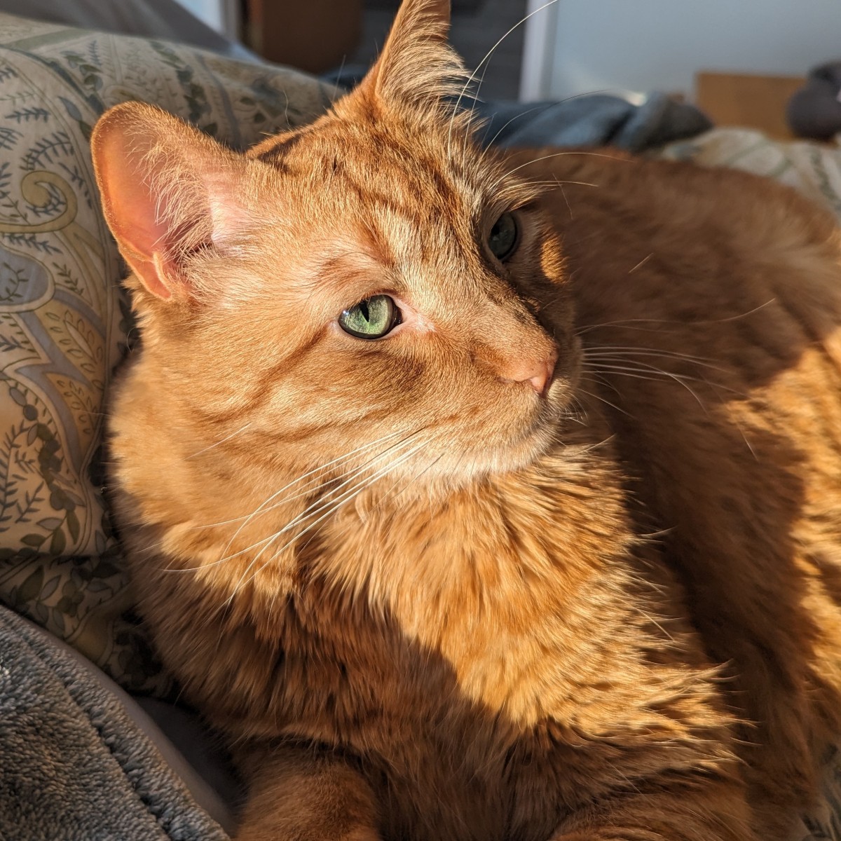 Pussycat2023's Photo