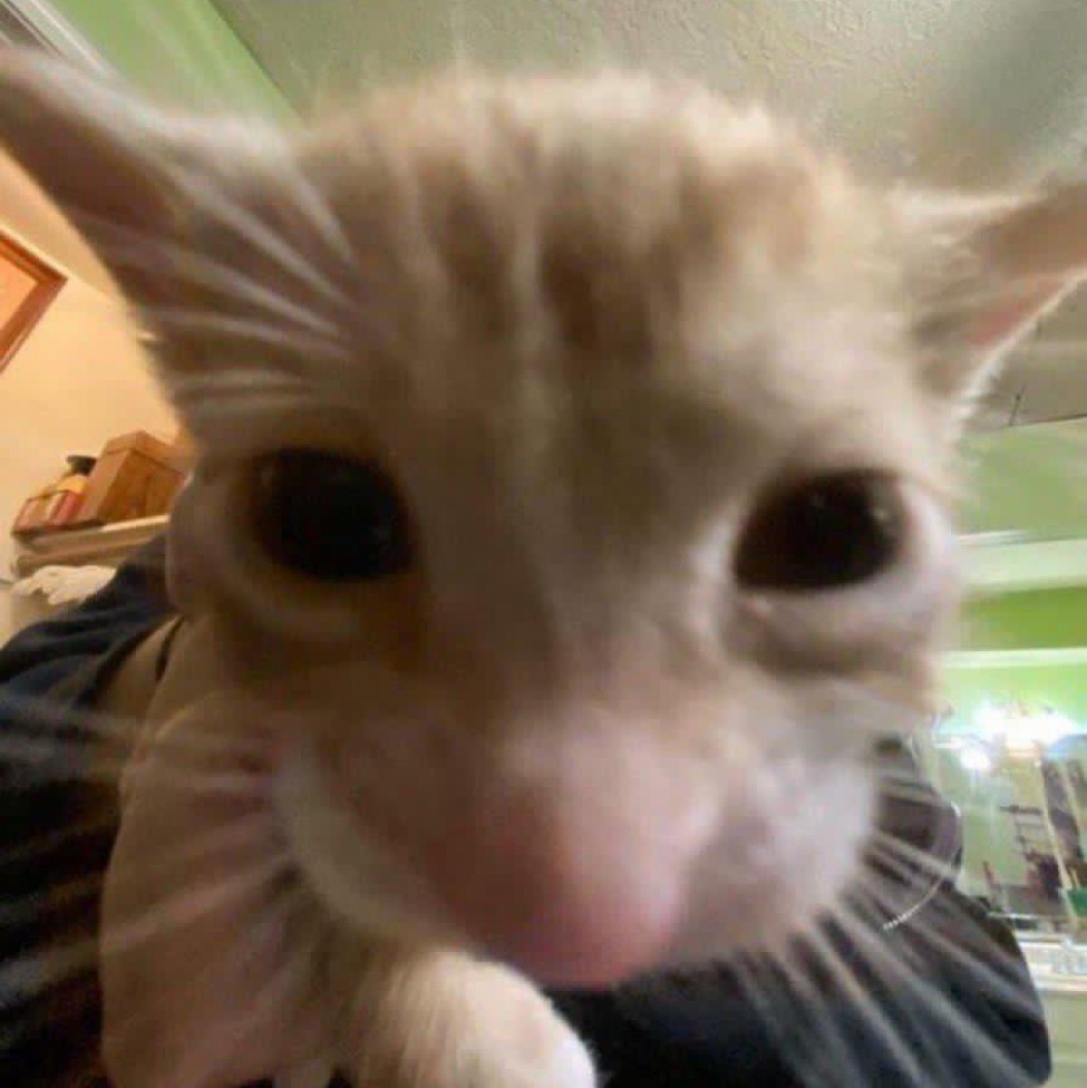 fagtopia23335's Photo