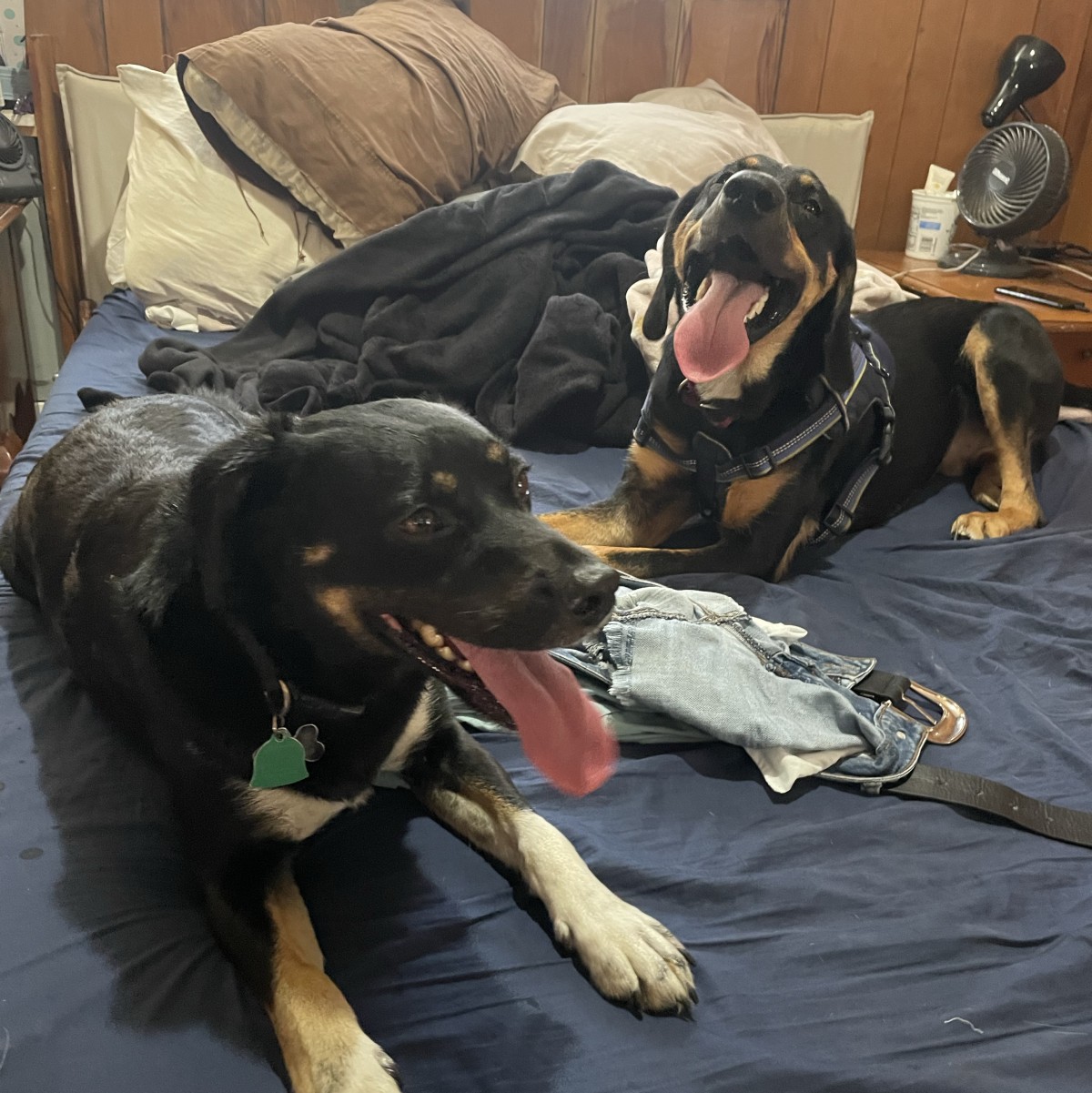 wildafcouple8409's Photo